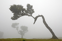 Lorbeerwald Fanal im Nordwesten Madeiras