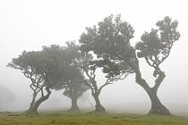 Lorbeerwald Fanal im Nordwesten Madeiras