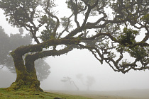 Lorbeerwald Fanal im Nordwesten Madeiras