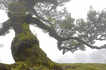 Lorbeerwald Fanal im Nordwesten Madeiras