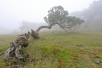 Lorbeerwald Fanal im Nordwesten Madeiras