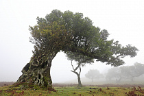 Lorbeerwald Fanal im Nordwesten Madeiras