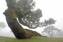 Lorbeerwald Fanal im Nordwesten Madeiras