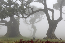 Lorbeerwald Fanal im Nordwesten Madeiras