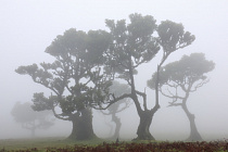 Lorbeerwald Fanal im Nordwesten Madeiras