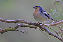 Madeira-Buchfink Fringilla coelebs maderensis Madeiran Chaffinch