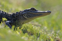 Der wieder sehr häufige und im Südosten der USA weit verbreitete Mississippi-Alligator kann bis zu 6m lang werden.