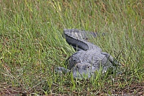 Der wieder sehr häufige und im Südosten der USA weit verbreitete Mississippi-Alligator kann bis zu 6m lang werden.