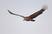 Mönchsgeier in der Extremadura