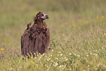 Mönchsgeier in der Extremadura