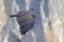 Mönchsgeier in der Verdon-Schlucht
