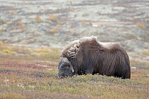 Moschusochse im Dovrefjell, Norwegen
