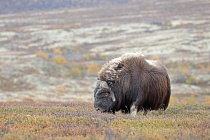 Moschusochse im Dovrefjell, Norwegen