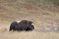Moschusochse im Dovrefjell, Norwegen