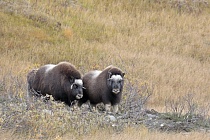 Moschusochsen im Dovrefjell, Norwegen