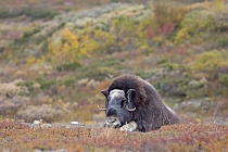 Moschusochse im Dovrefjell, Norwegen