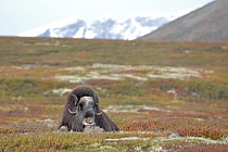 Moschusochse im Dovrefjell, Norwegen