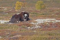 Moschusochse im Dovrefjell, Norwegen