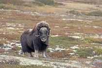 Moschusochse im Dovrefjell, Norwegen