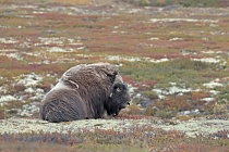 Moschusochse im Dovrefjell, Norwegen