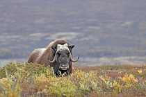 Moschusochse im Dovrefjell, Norwegen