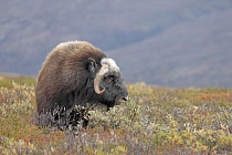 Moschusochse im Dovrefjell, Norwegen