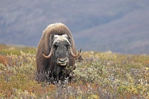 Moschusochse im Dovrefjell, Norwegen