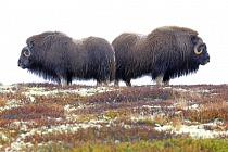 Moschusochsen im Dovrefjell, Norwegen