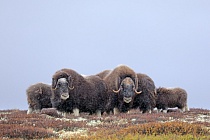 Moschusochsen im Dovrefjell, Norwegen