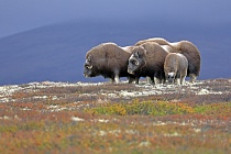 Moschusochsen im Dovrefjell, Norwegen