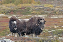 Moschusochsen im Dovrefjell, Norwegen