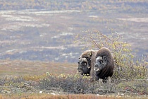 Moschusochsen im Dovrefjell, Norwegen