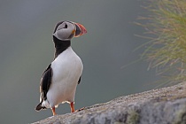 Papageitaucher auf der Insel Runde, Norwegen