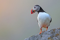 Papageitaucher auf der Insel Runde, Norwegen
