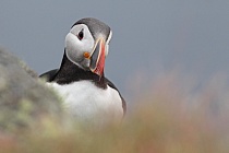 Papageitaucher auf der Insel Runde, Norwegen
