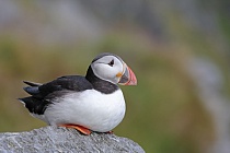 Papageitaucher auf den Farne Islands, Nordostengland