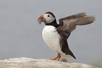 Papageitaucher auf den Farne Islands, Nordostengland