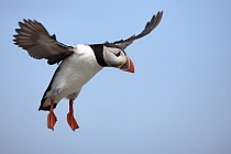 Papageitaucher auf den Farne Islands, Nordostengland