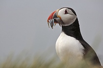Papageitaucher auf den Farne Islands, Nordostengland
