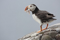 Papageitaucher auf den Farne Islands, Nordostengland