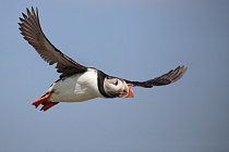 Papageitaucher auf den Farne Islands, Nordostengland