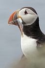 Papageitaucher auf den Farne Islands, Nordostengland