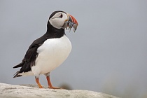 Papageitaucher auf den Farne Islands, Nordostengland