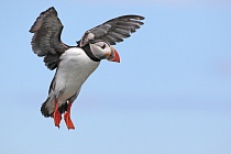 Papageitaucher auf den Farne Islands, Nordostengland