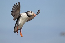 Papageitaucher auf den Farne Islands, Nordostengland