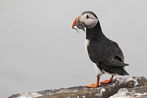 Papageitaucher auf den Farne Islands, Nordostengland
