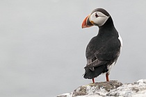 Papageitaucher auf den Farne Islands, Nordostengland