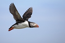 Papageitaucher auf den Farne Islands, Nordostengland