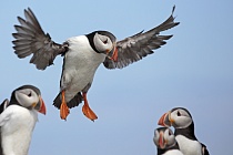 Papageitaucher auf den Farne Islands, Nordostengland