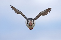 Papageitaucher auf den Farne Islands, Nordostengland